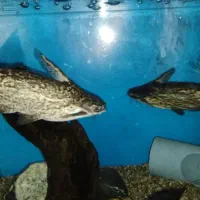 ماهی|ماهی|رزن, |دیوار