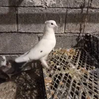 فروش تعدادی کفتر