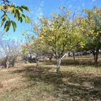 یک هکدار باغ گردو|فروش دفتر صنعتی، کشاورزی، تجاری|سراب, |دیوار