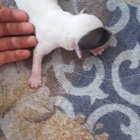 توله شیتزو|سگ|اندیمشک, |دیوار