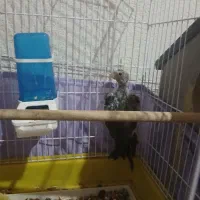 3 عدد عروس هلندی با قفس|پرنده|فردیس, شهرک وحدت|دیوار