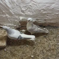 جفت عمری|پرنده|سبزوار, شهرک جهاد|دیوار