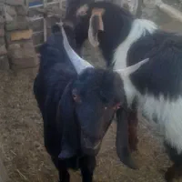 بزغاله نر محلی چاق برا خون ومجالس