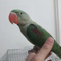 شاه طوطی جوجه
