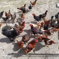 ۳۰عدد مرغ و خروس لاری و محلی