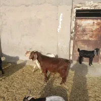 تعداد 8راس بز دوقلویی