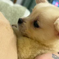 اشپیتز پامر ریزه میزه