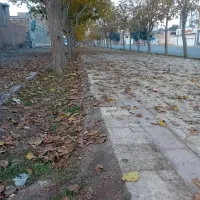 برنج بصورت کلی