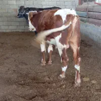 گوساله نر سیمینتال