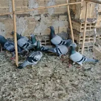 پلاکی|پرنده|آران و بیدگل, |دیوار
