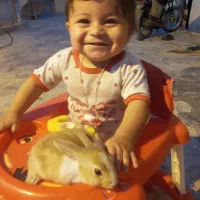 خرگوش نر|موش و خرگوش|بندر امام خمینی, |دیوار