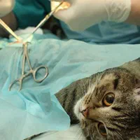 دکتر دامپزشک در محل و کلینیک دامپزشکی سیار|خدمات پیشه و مهارت|کرج, فاز ۳ مهرشهر|دیوار