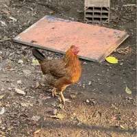 مرغ خروس جوجه