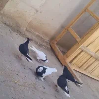 کبوتر طوقی و خوشرنگ|پرنده|اسفرورین, |دیوار