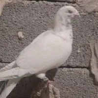 کبوتر سبز گرفتنی شب|پرنده|شیراز, شریف‌آباد|دیوار