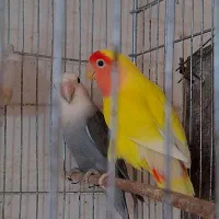 دوجفت طوطی برزیلی یا جوجه مولد