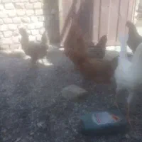 مرغ محلی جوان