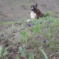 سگ برای نگهبانی باغ ویلا