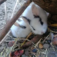 خرگوش بامزه