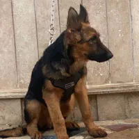 توله ژرمن|سگ|چالوس, |دیوار