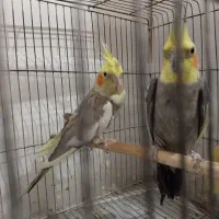دو عدد عروس هلندی مولد