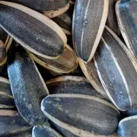 آجیل و خشکبار ژین سقز