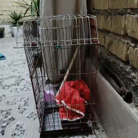 قفس عروس هلندی دست دوم