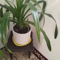 گل سرحال وزیبا.|گل و گیاه طبیعی|قزوین, |دیوار