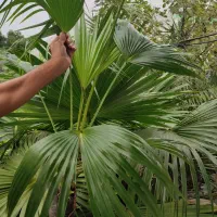 پالم فن چینی|گل و گیاه طبیعی|بندر انزلی, جزیره|دیوار