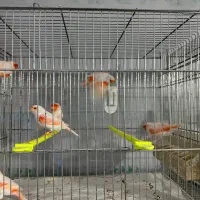 قناری سوپر جفت سرخ تنه دار