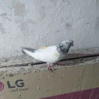 گمشده
