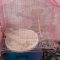 قفس طوطی بزرگ