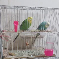 ۴ تا مرغ عشق