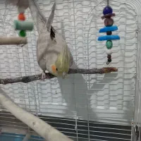 عروس هلندی ۳تاش نره