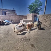 گوسفند بز