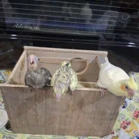 جوجه سرلاکی عروس هلندی