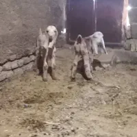 بز دو رگ پاکستانی با دو بزغاله نر|حیوانات مزرعه|طبس, |دیوار