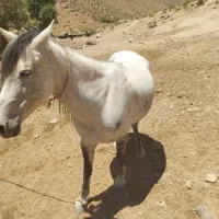 فروش مادیان