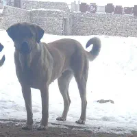 فروش سگ ماده