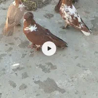 قرمزنشان نر ماده