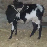 گوساله|حیوانات مزرعه|خرم‌آباد, |دیوار