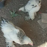 نیمچه خروس برهما|حیوانات مزرعه|باغ بهادران, |دیوار