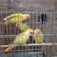 طوطی‌برزیلی|پرنده|قدس, شهر‌قدس|دیوار