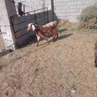 بززاییده دو قلو