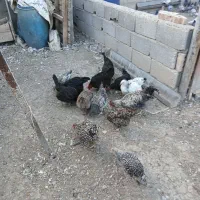 مرغ روستایی