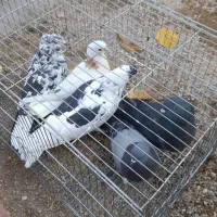 بهترین کبوتر