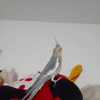 طوطی عروس دستی|پرنده|قزوین, |دیوار