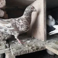 فروش کفتر کوهی . نامور.شازده.طوقی