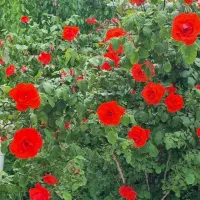 باغچه 680مترکاسبی ملارد لم آباد اسفندآباد صابر 133