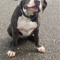 آمریکن بولی xL ماده